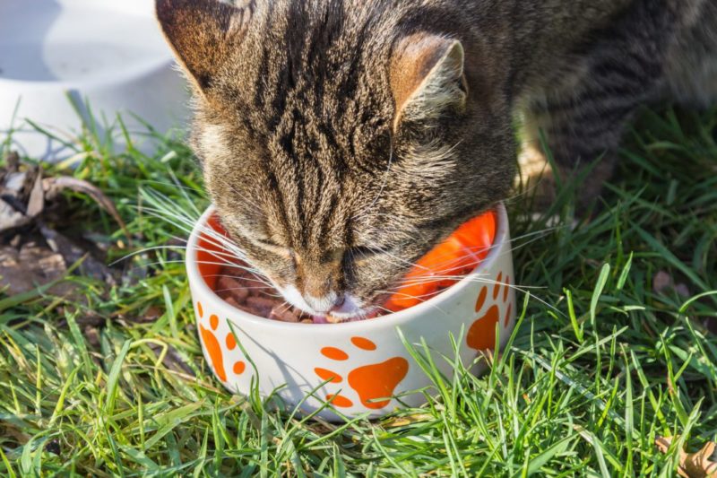 Cats vs Dogs: 5 Differences in Nutritional Needs