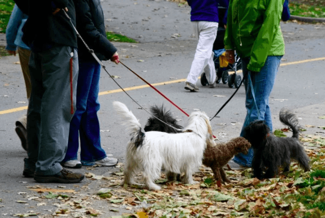 Our pets strengthen neighbourhood ties