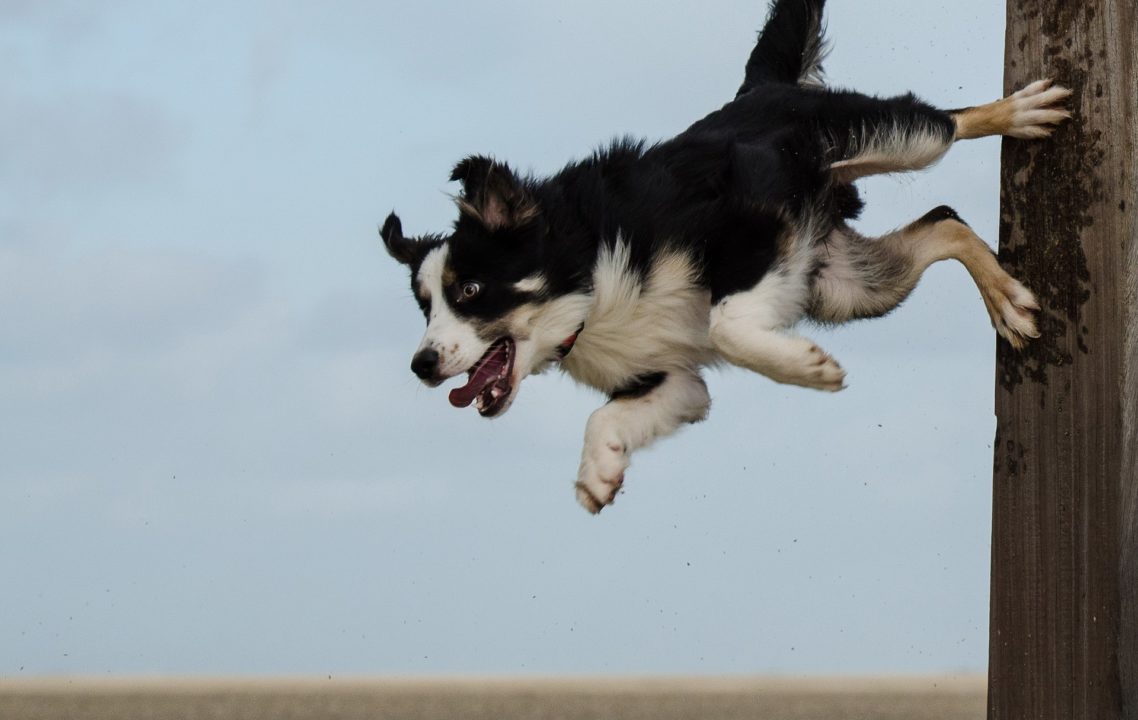 How to Stop Your Dog from Jumping and Climbing the Fence