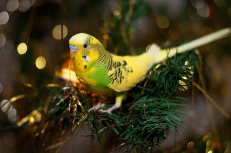 Keeping your parrot safe during the holiday period 