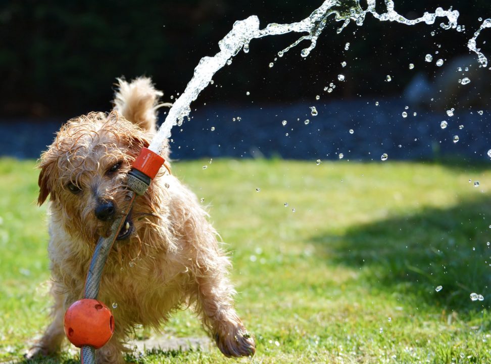 Could your pet be dehydrated? 7 simple steps on how to keep your pet cool and hydrated this summer