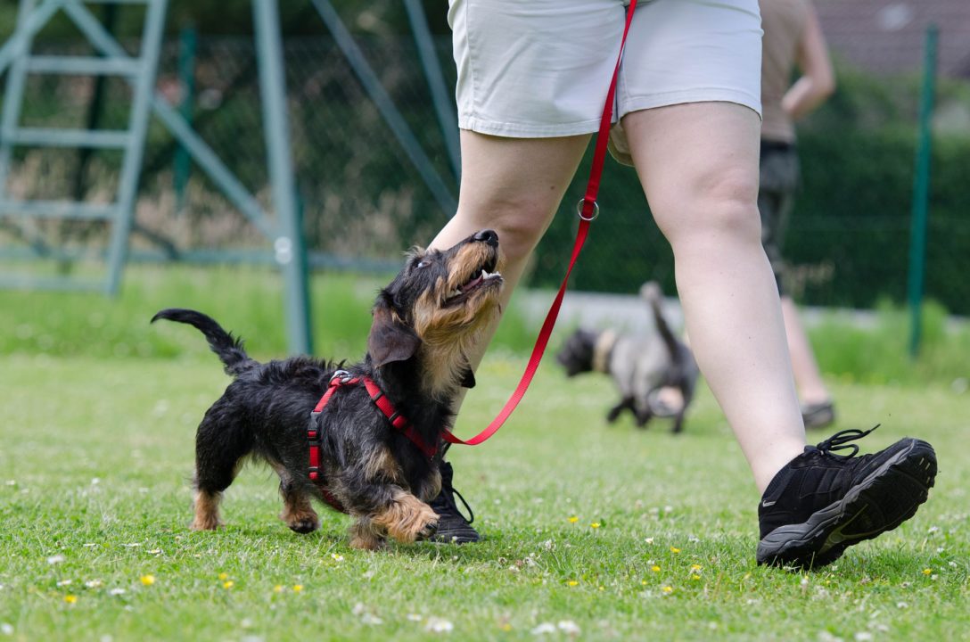 Nature or Nurture: What’s more Significant for Dog Training?