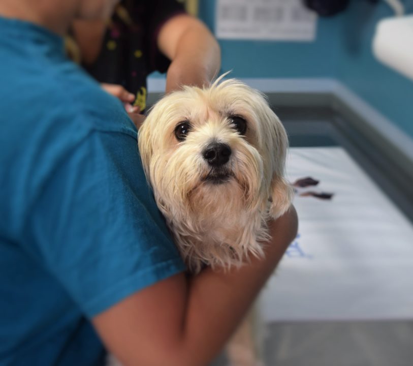 5 Ways to Reduce Your Dog's Stress During Vaccinations