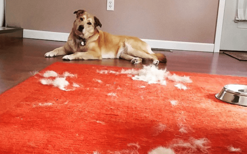 5 Ways to Keep Pet Hair Under Control