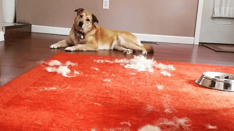 5 Ways to Keep Pet Hair Under Control