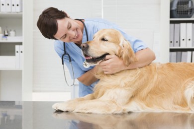 5 Ways to Reduce Your Dog's Stress During Vaccinations