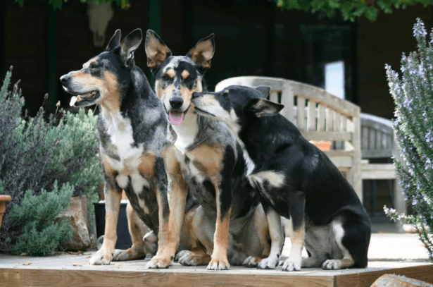 How gender and stereotypes can shape our relationship with dogs