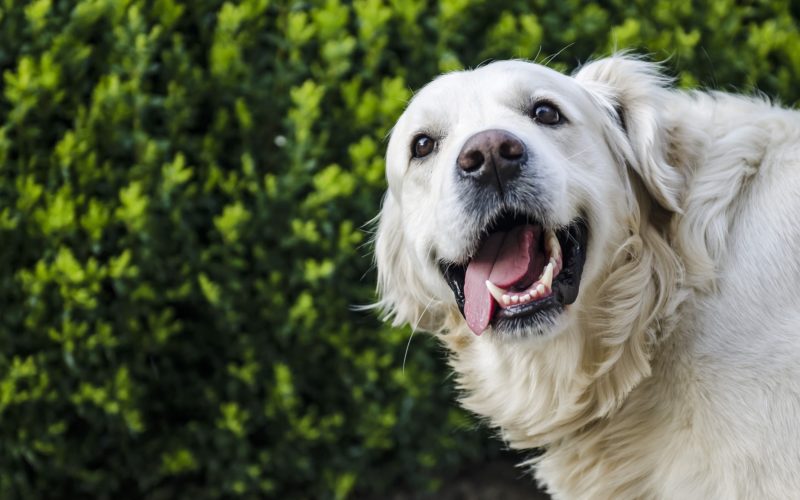 5 Ways to Make Your Dog Smell Better