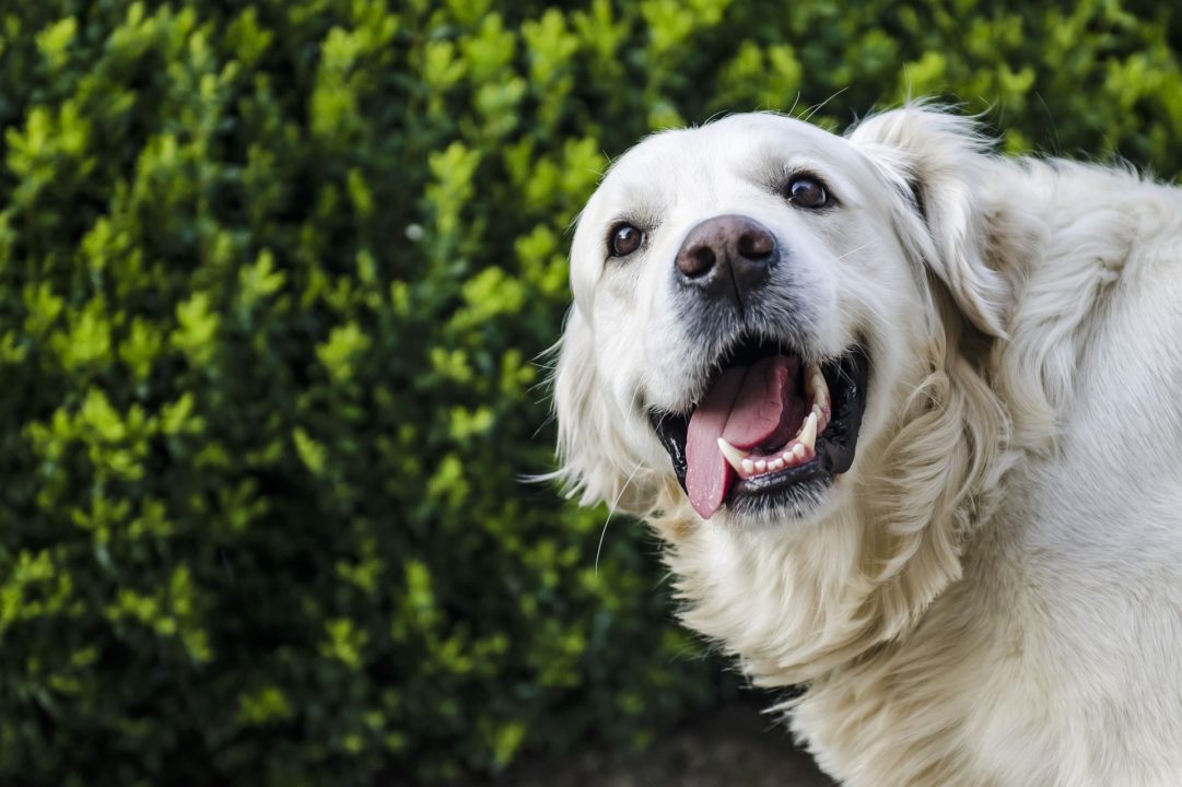 5 Ways to Make Your Dog Smell Better