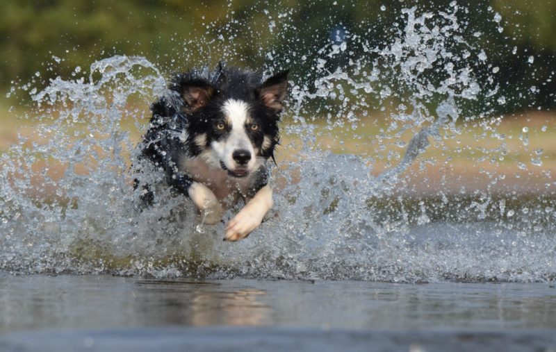 How to run with your dog