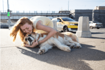 What Are Your Legal Liabilities When Injuring A Dog On Streets?