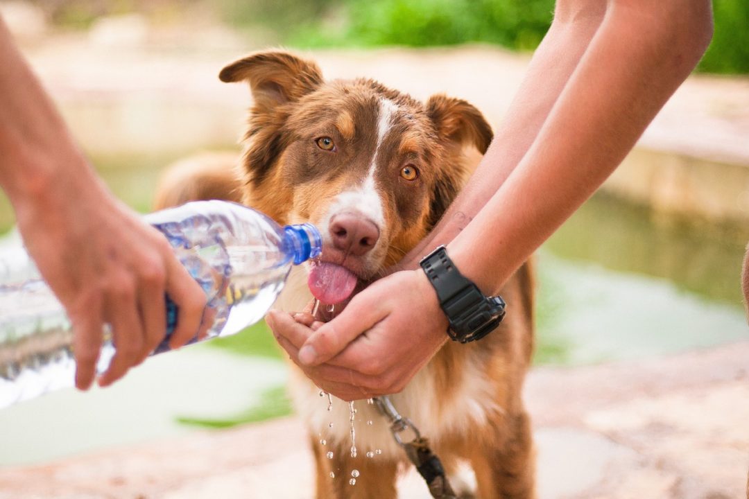 How to Run With Your Dog: 6 Tips & Tricks