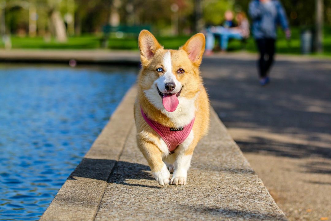 HOW TO RUN WITH YOUR DOG: 6 TIPS & TRICKS