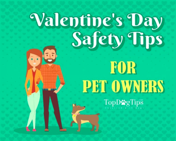 Valentine’s Day Safety Tips for Pet Owners