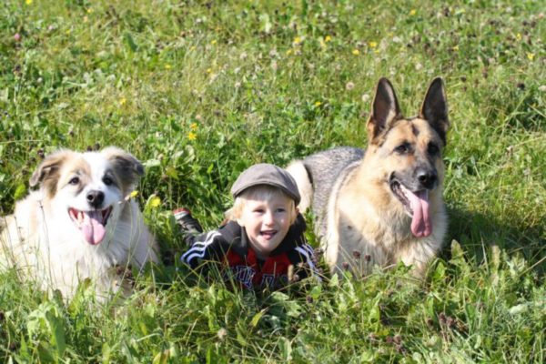 How to Prevent Dog Attacks on Children