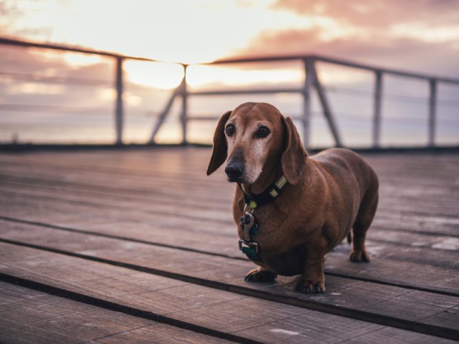 Ways to keep senior dogs fit