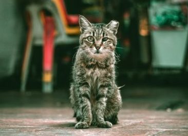 Cat Trap-Neuter-Return: Australia, is it time?