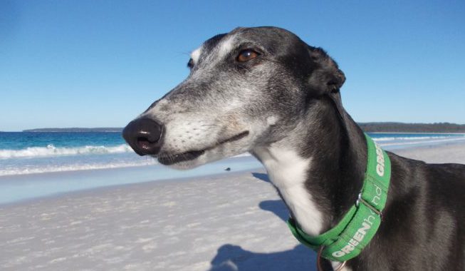 Fostering Greyhounds