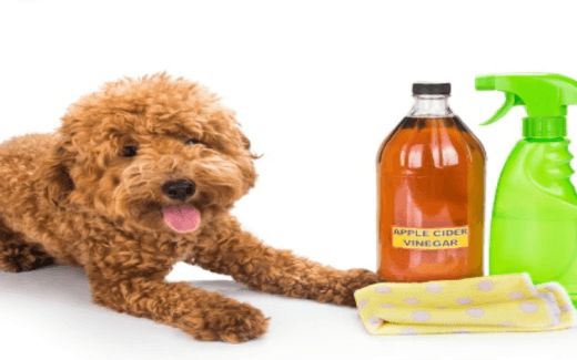 Natural Cures for Pyoderma In Dogs