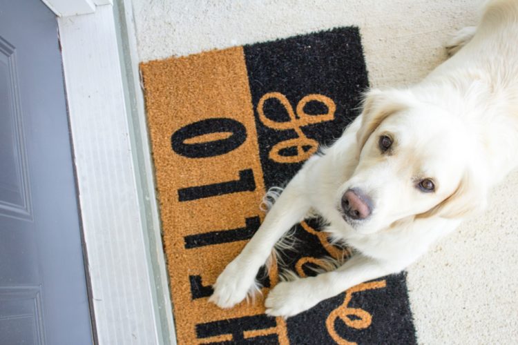 How to find a pet-friendly apartment