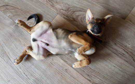 Does your dog enjoy a belly rub?