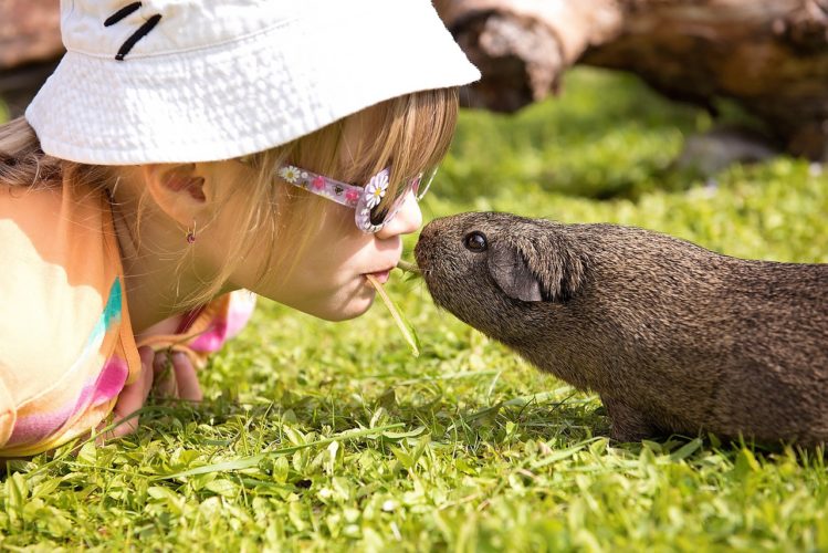 10 reasons why guinea pigs make great pets