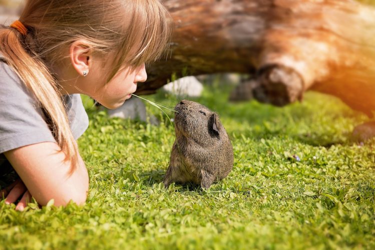 10 reasons why guinea pigs make great pets