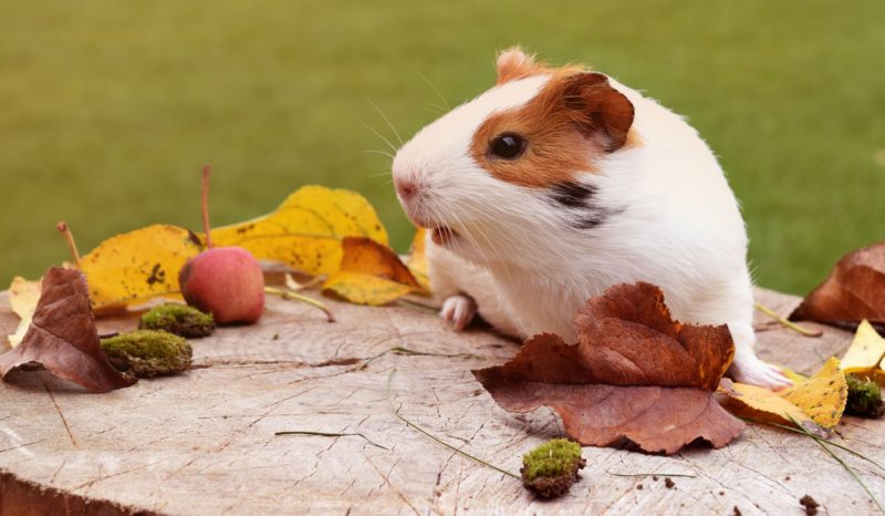 guinea pigs make great pets