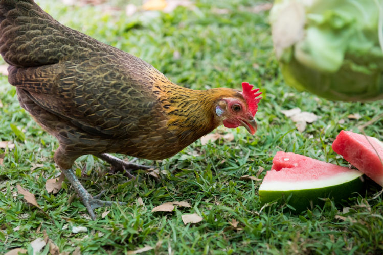 chickens as pets