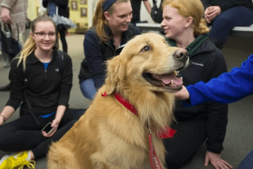 Therapy dogs help students