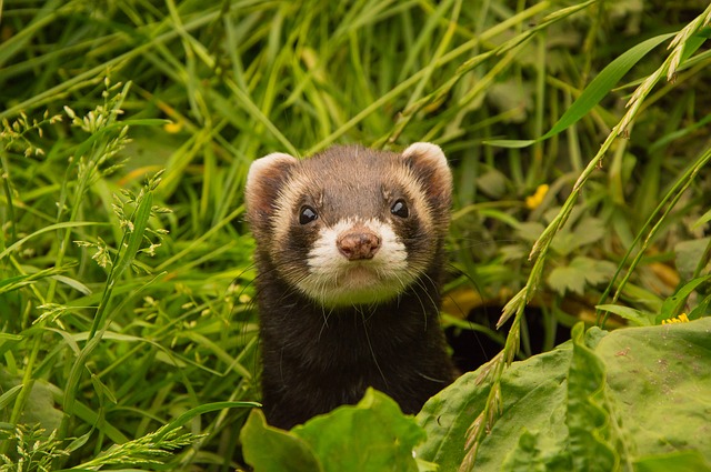 12 Fascinating facts about ferrets