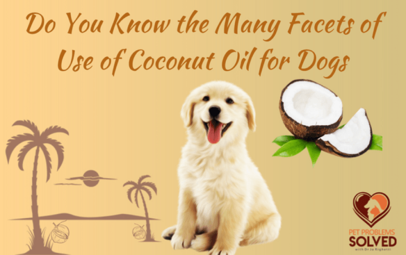 Dogs and Coconut oil 