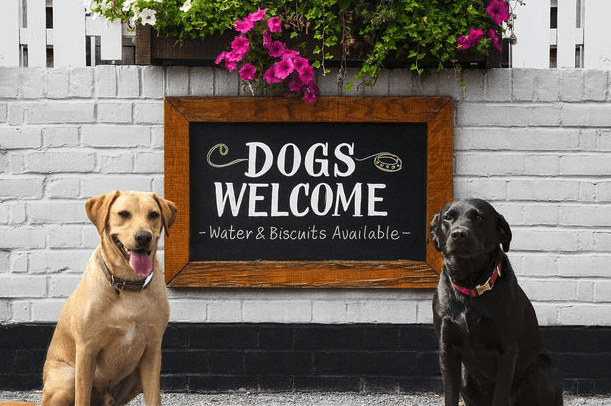 Dog welcome