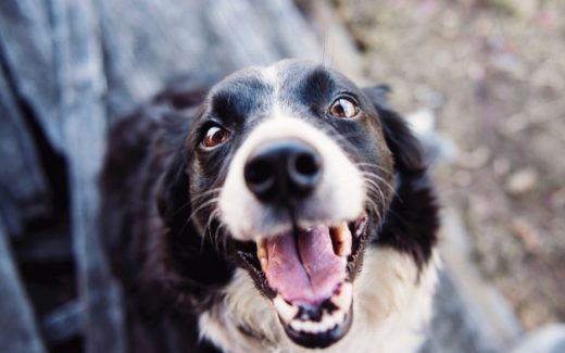 Oral Hygiene for your dog