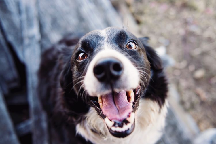 Oral Hygiene for your dog