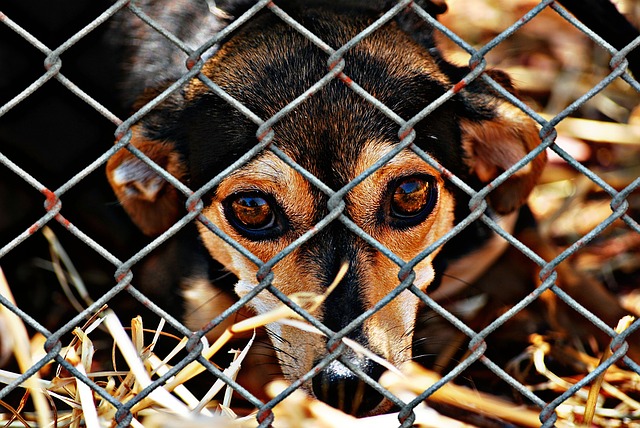 Shelter dog trends, past present and future, in the USA