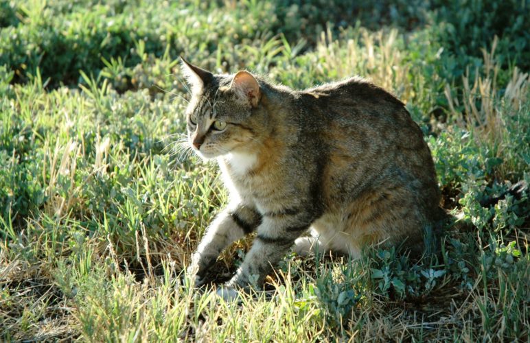 Australia’s cats kill 650 million reptiles a year!