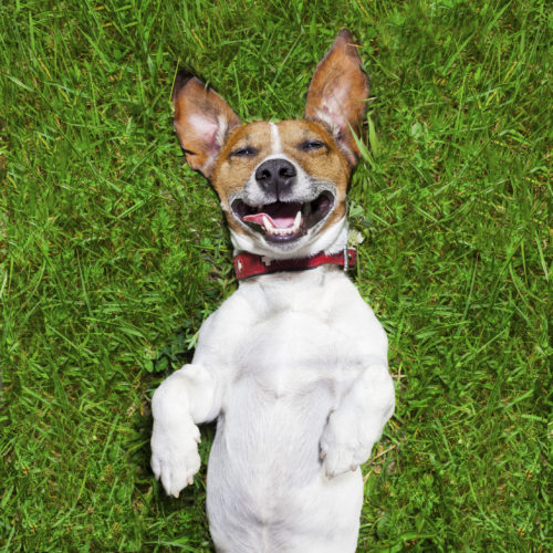 Is your dog happy? Ten common misconceptions about dog behaviour