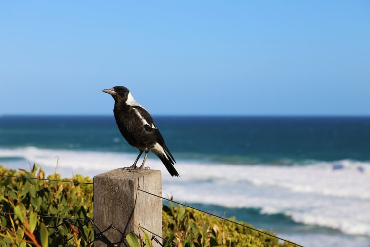 magpies and people