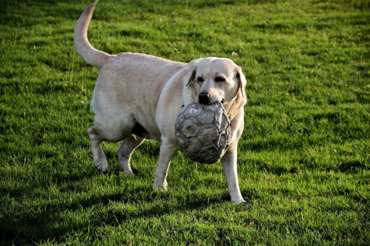 Obese dogs could have similar personality traits to overweight humans