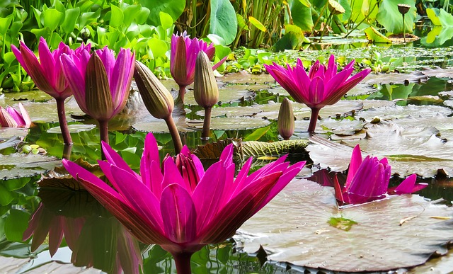 Seasonal Pond Care: The How-To Guide