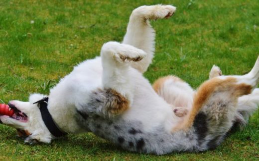 The Lazy Guide to Dog Training at Pet Problems Solved