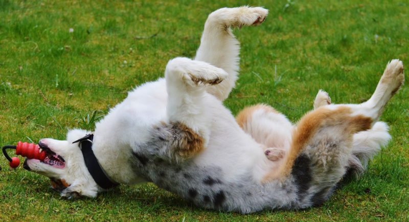 The Lazy Guide to Dog Training at Pet Problems Solved