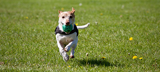 A Day In The Life of A Pet Care Centre Australia