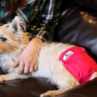 DOGS AND DIAPERS: TIPS FOR USING NAPPIES AND KEEPING THEM ON YOUR DOG