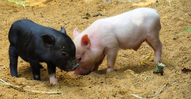  Fun Facts About Micropigs