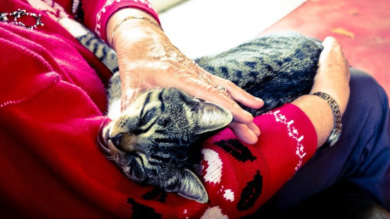 Massage Therapy for Pets