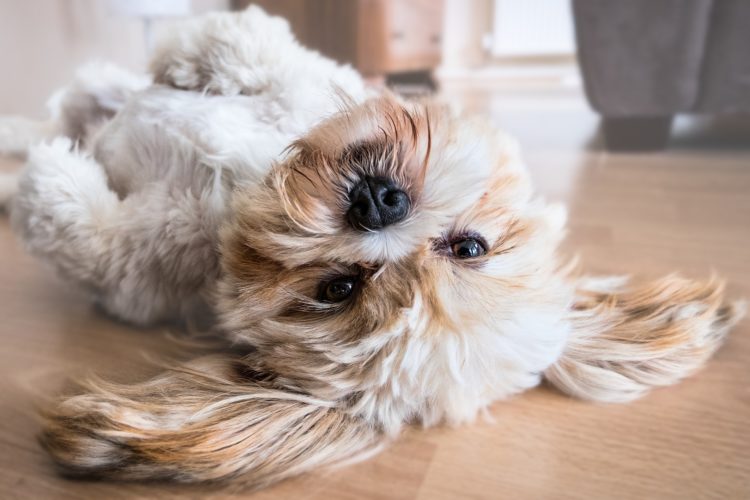 5 reasons pets should be welcome in rental accommodation