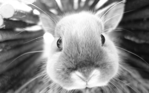 Bunny Care – Things You Must Know About Caring for Your Rabbit