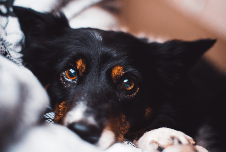 Common Dog Health problems